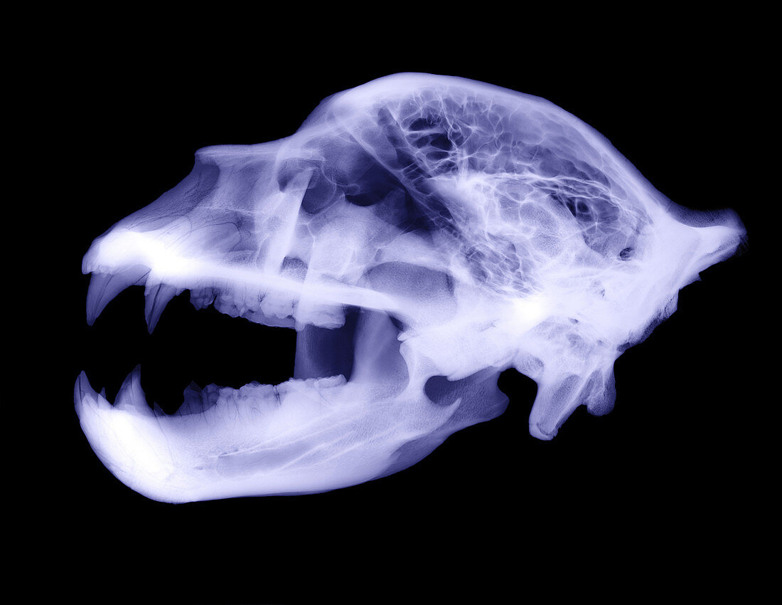 X-Ray of Kodiak Bear Skull