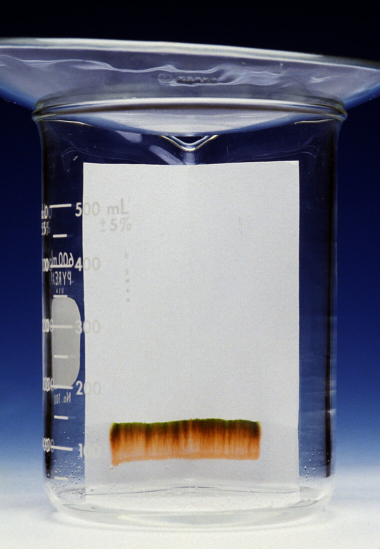 Paper Chromatography of Ink