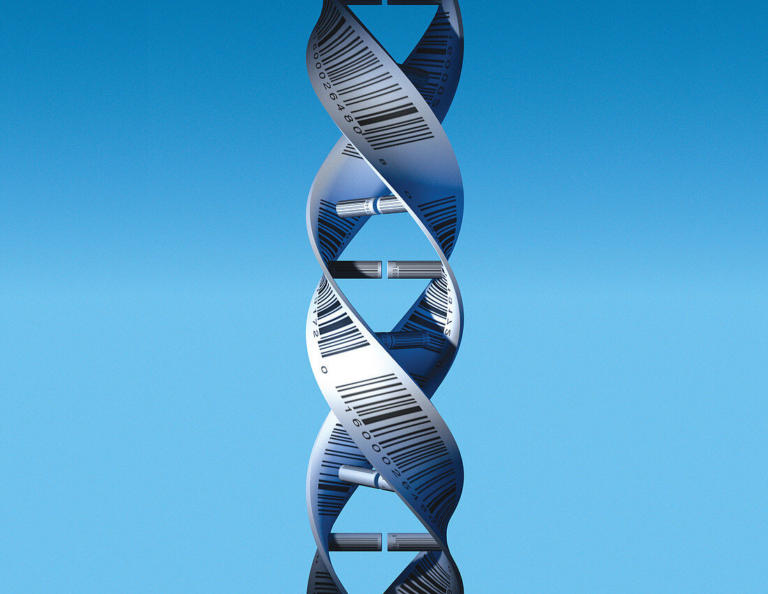 Barcode DNA