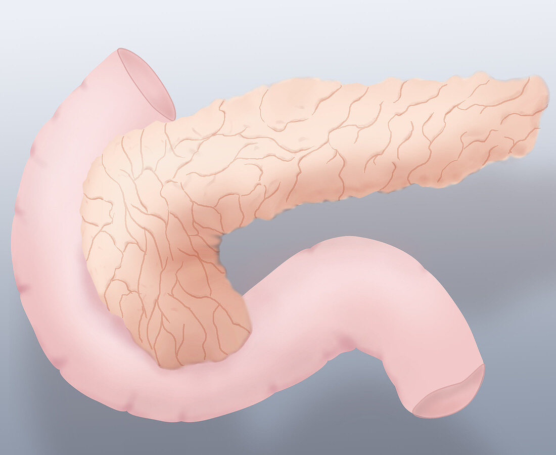 Pancreas Illustration