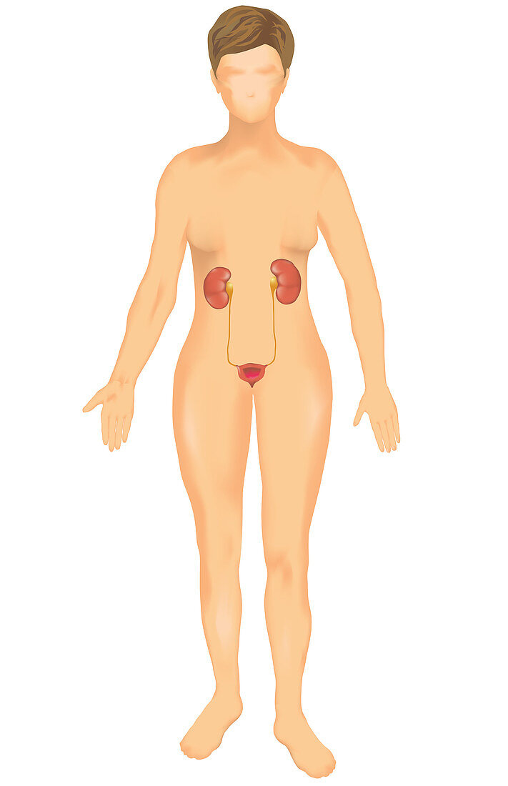 Female Renal System