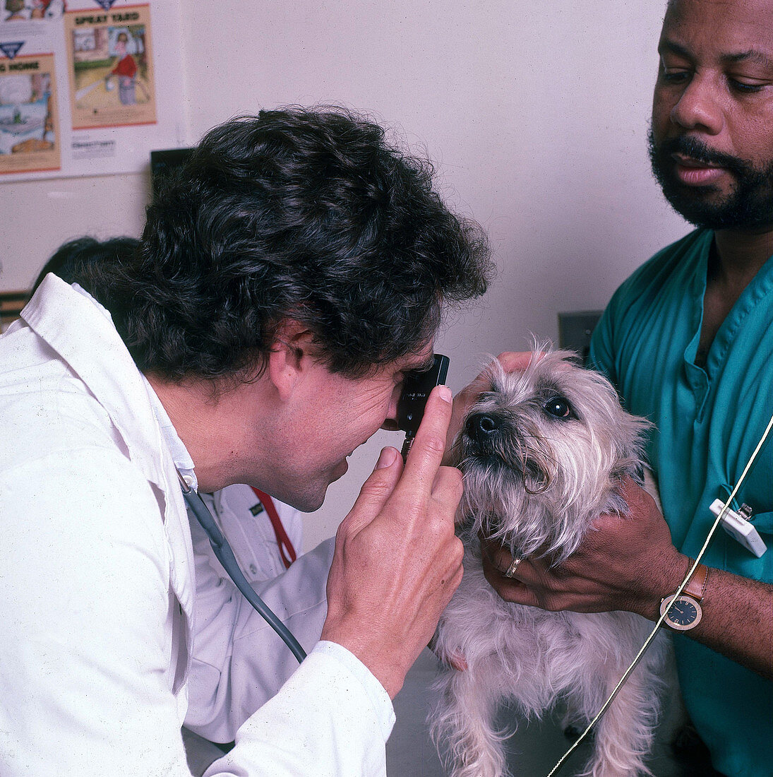 Vet with Cairn Terrier