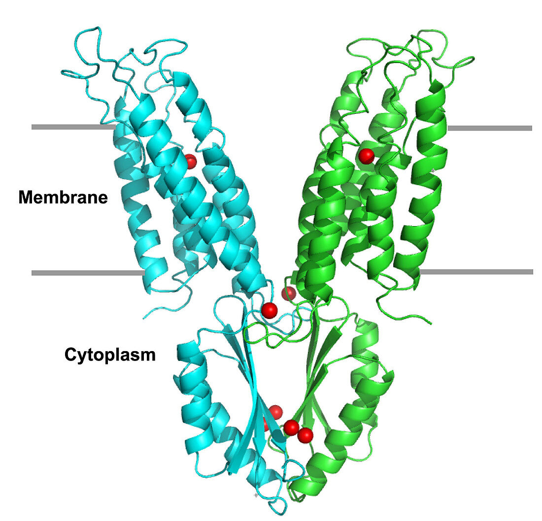 YiiP zinc transporter protein