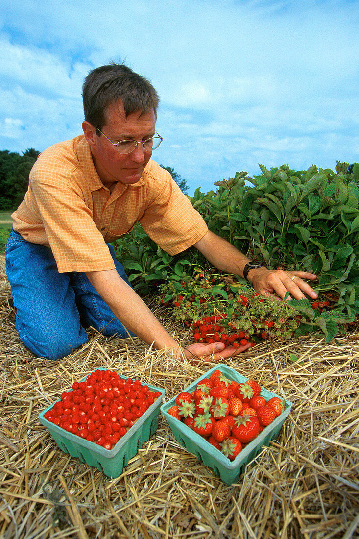 Geneticist Examining Strawberries