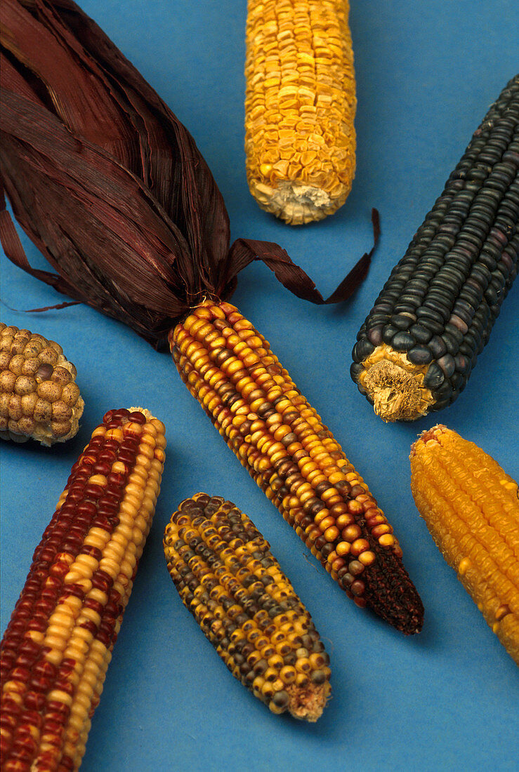 Corn Mutations
