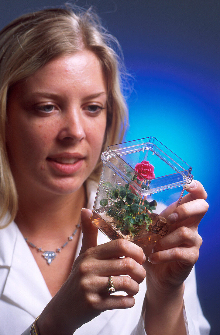 Lab Technician Examining Rose Plant