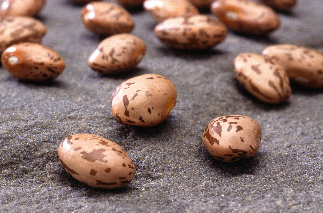 Pest-resistant Beans
