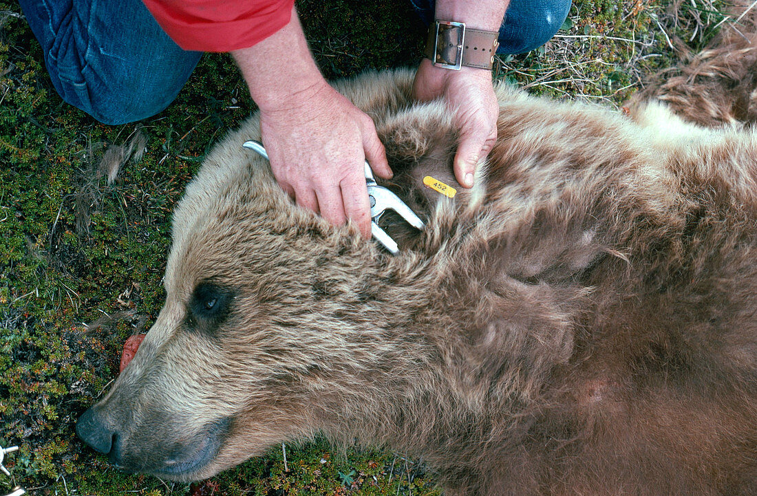 Brown Bear Research