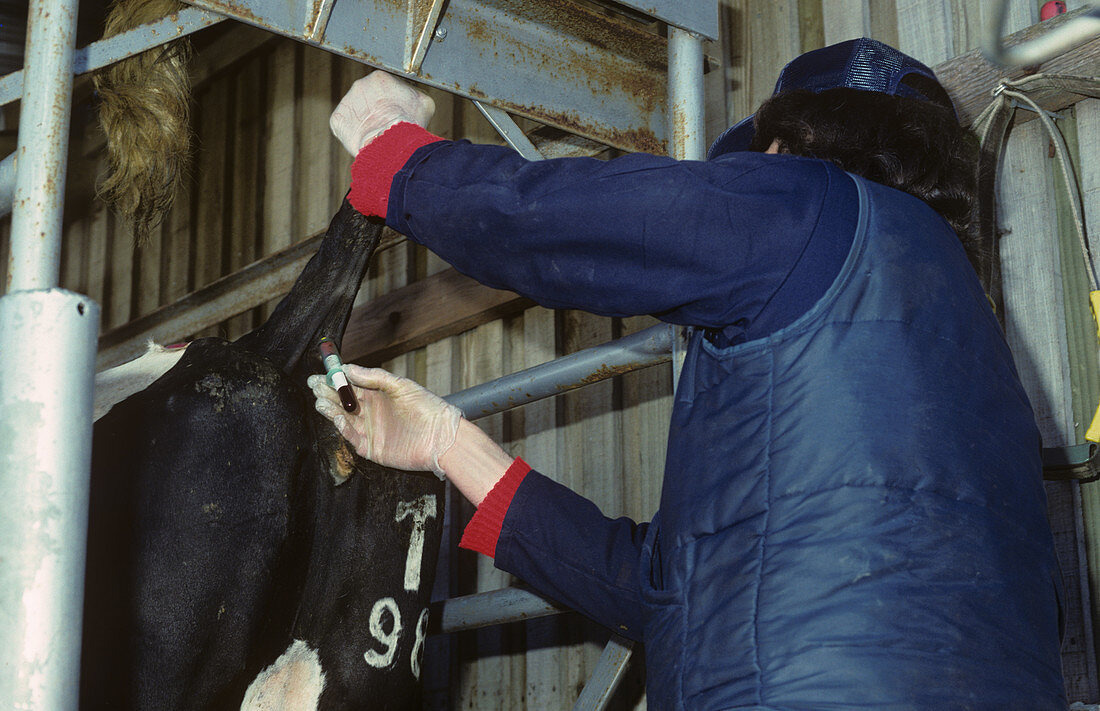 Vet taking a blood sample from cow