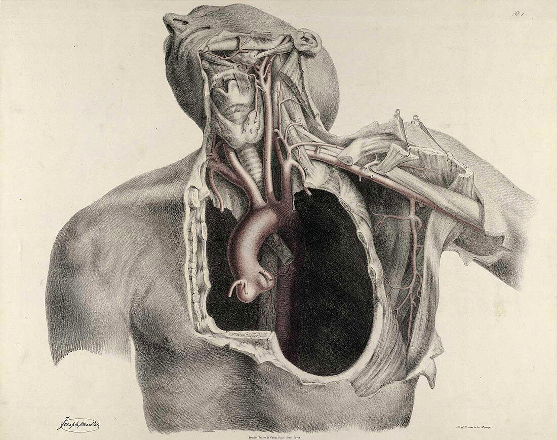 Historical Anatomical Illustration