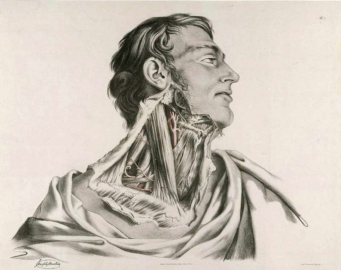 Historical anatomical illustration