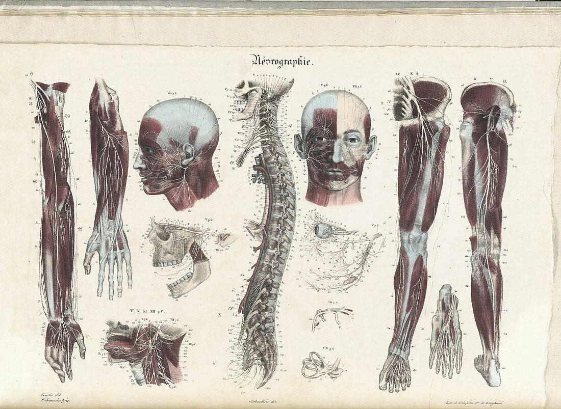 Anatomie Methodique Illustrations