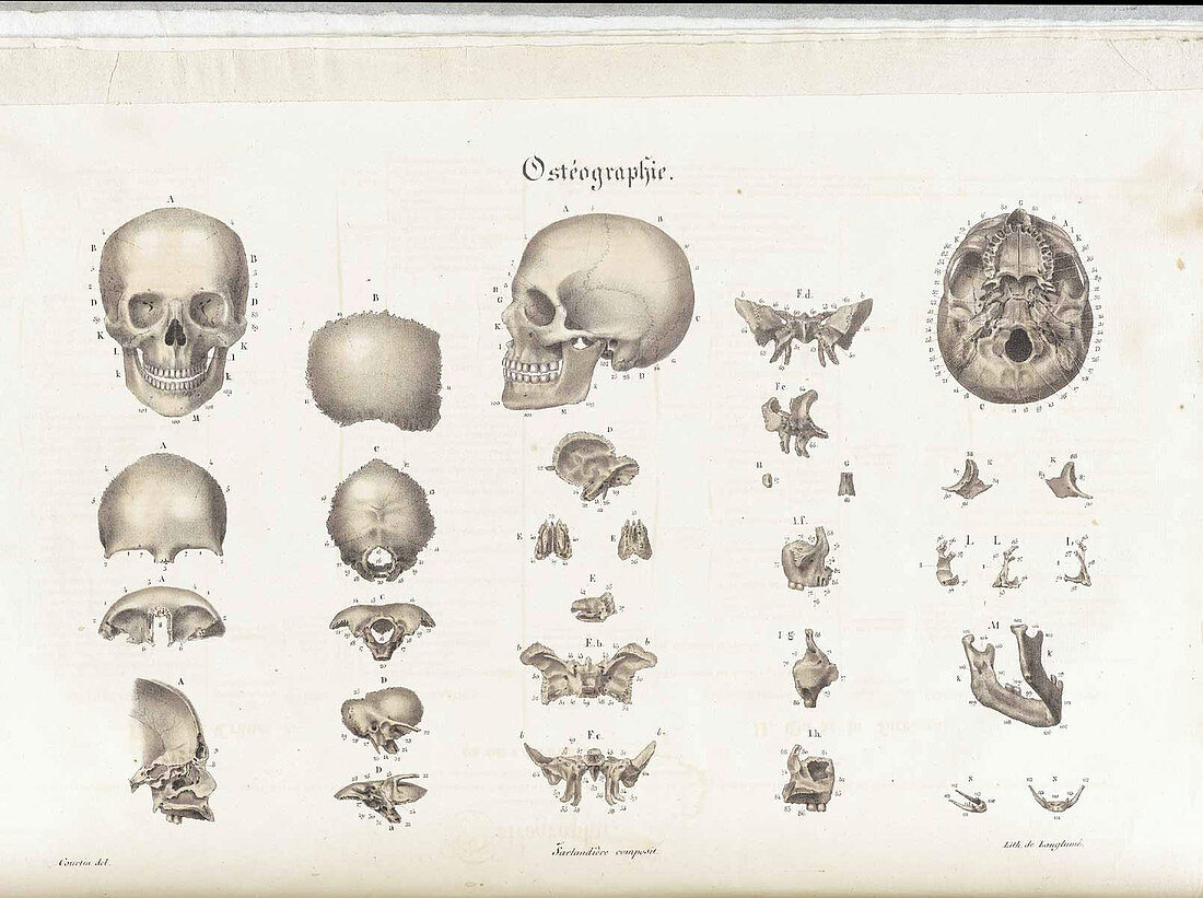 Anatomie Methodique Illustrations