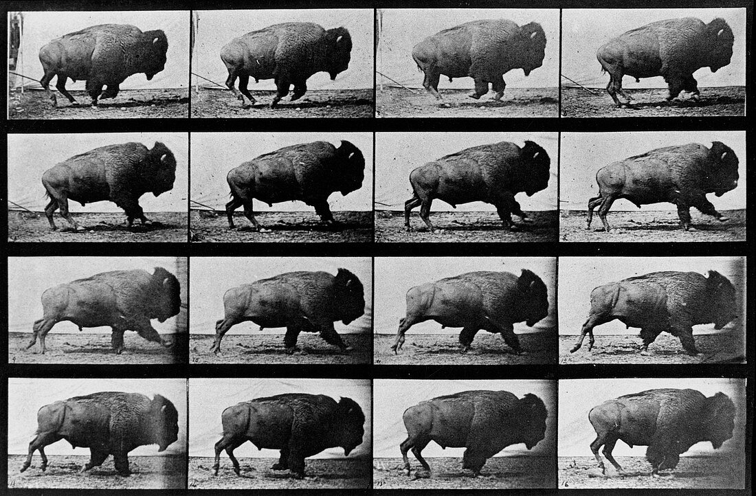 Muybridge's Bison