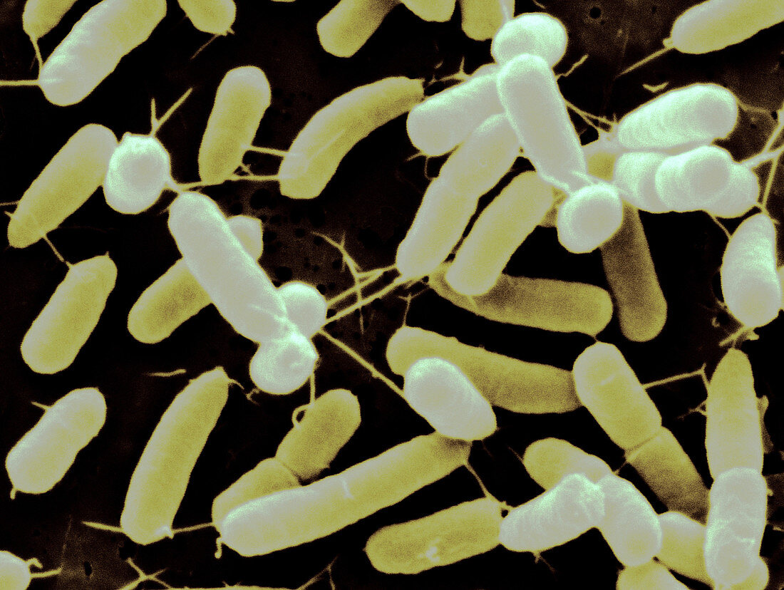 Gluconacetobacter Bacteria SEM