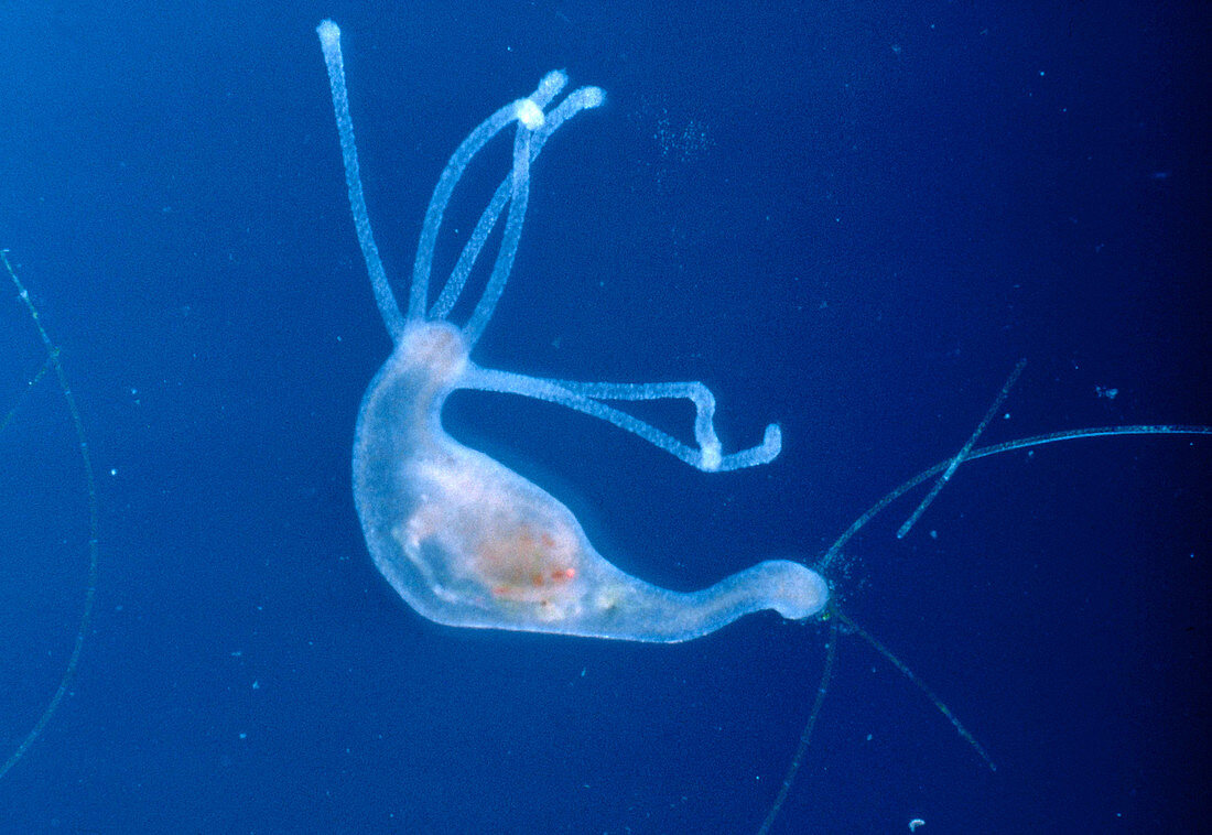 Hydra and Ingested Copepod