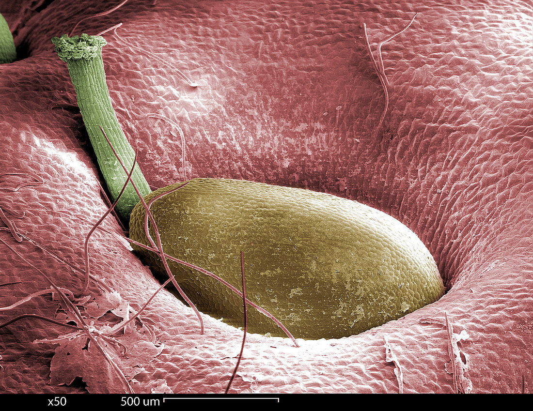 SEM of a Strawberry Seed