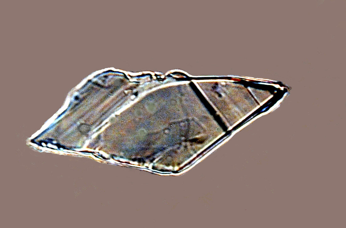 Becke's lines in salt crystal