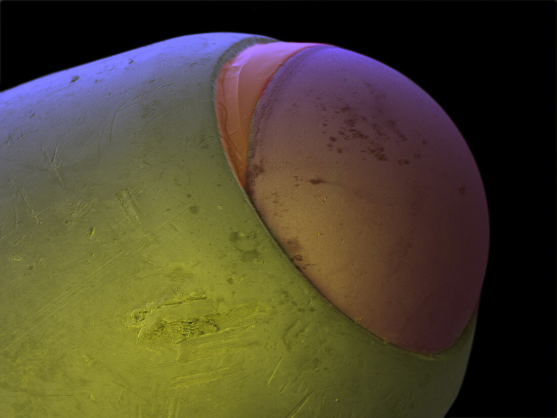 SEM of a Ball Point Pen