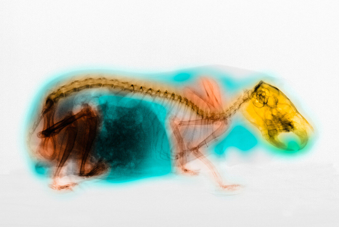 X-Ray of Guinea Pig