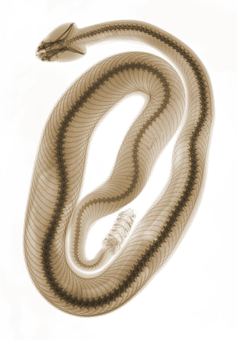 'Southern Pacific Rattlesnake,X-Ray'