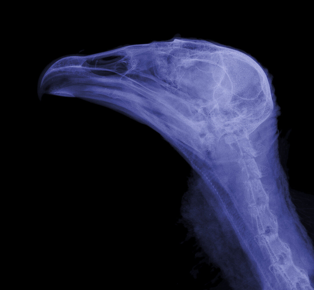 'Turkey Vulture Head,X-Ray'