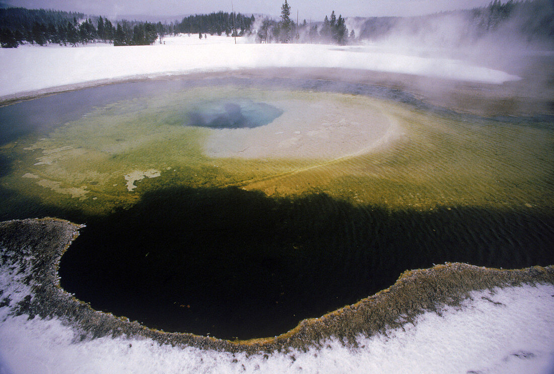 'Algae,Yellowstone NP'