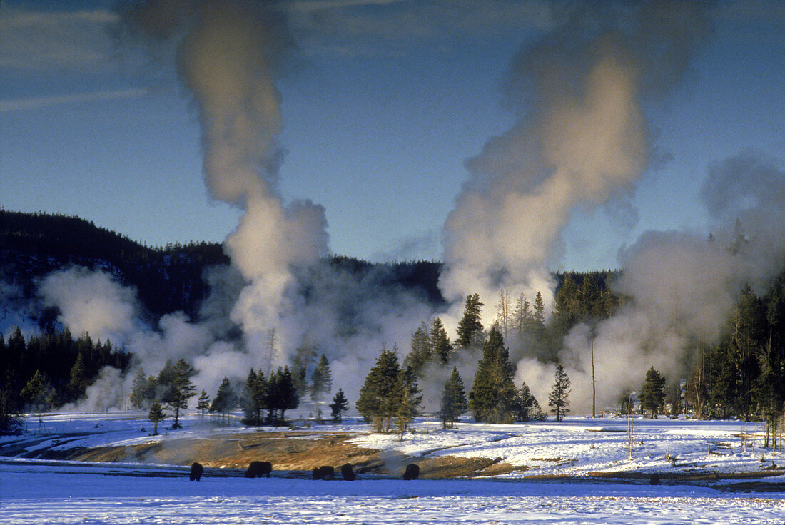 'Upper Geyser Basin,Yellowstone NP'