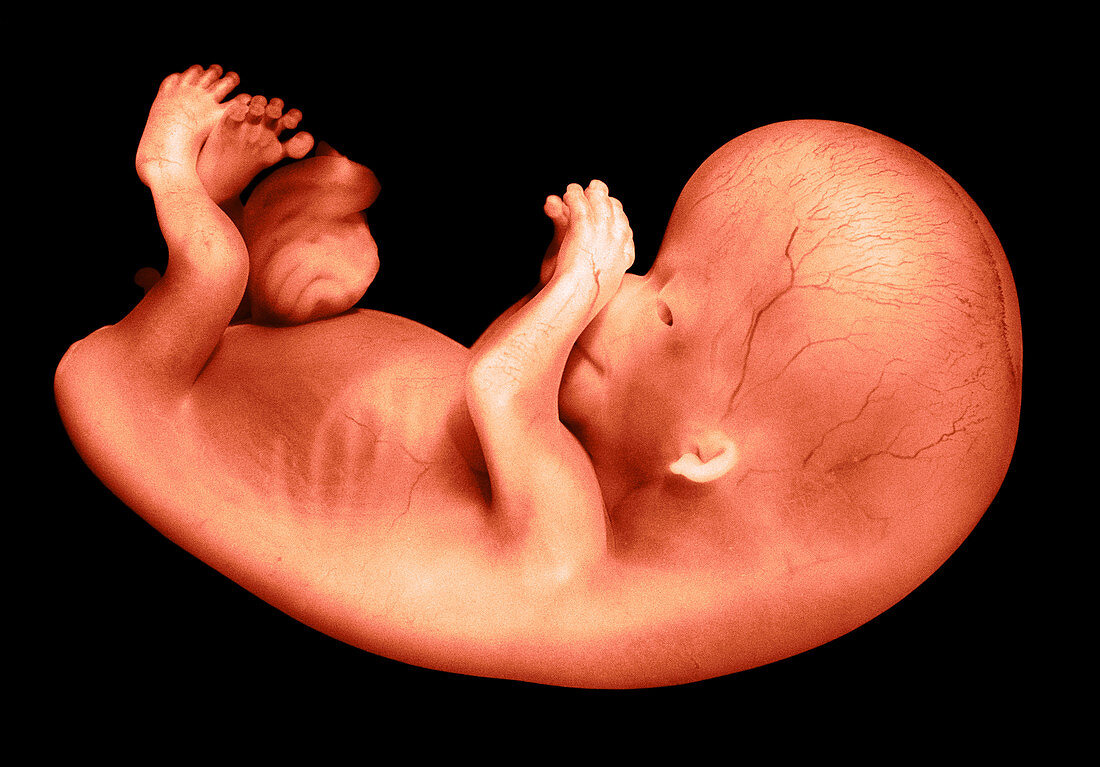 56 day old human fetus