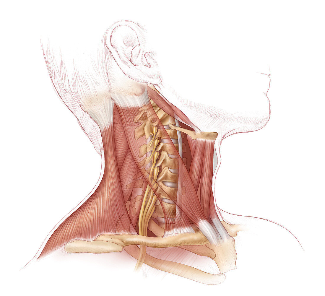 Neck Anatomy