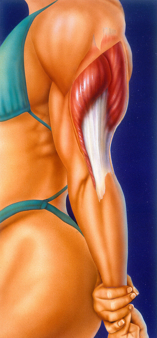 Tricep Muscle