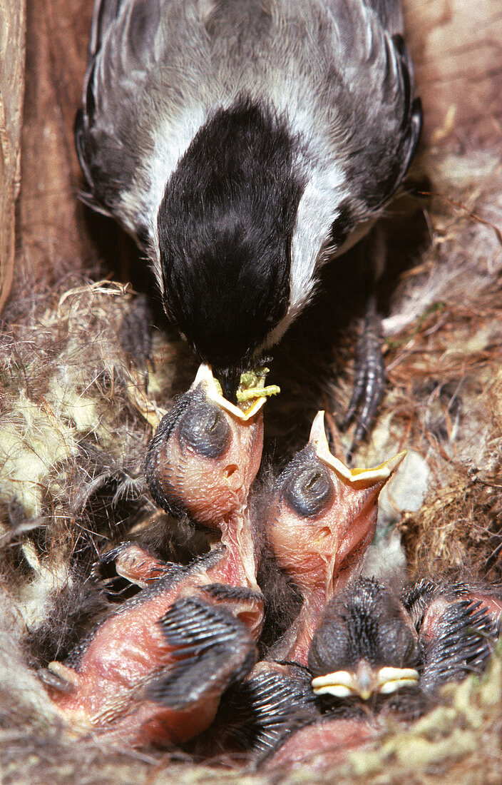 Black-capped Chickadee feeding chicks