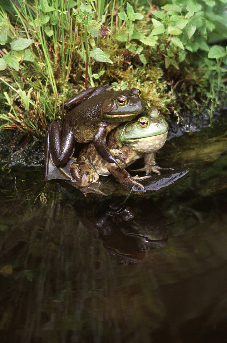 Bullfrogs mating