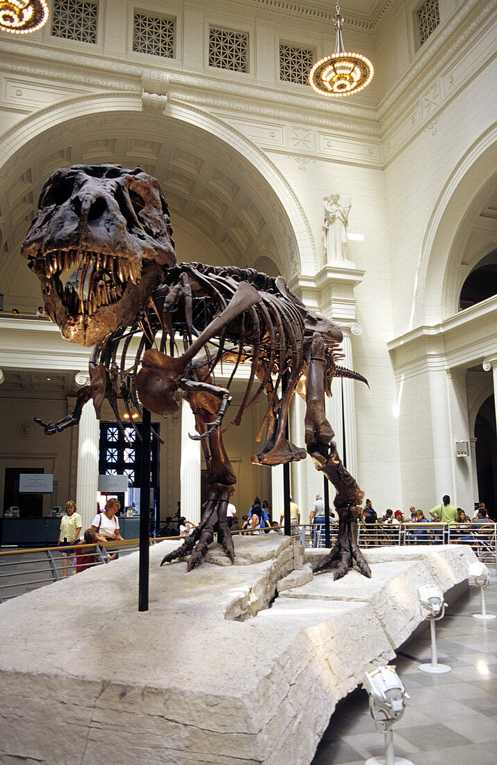 T-Rex at the Field Museum in Chicago