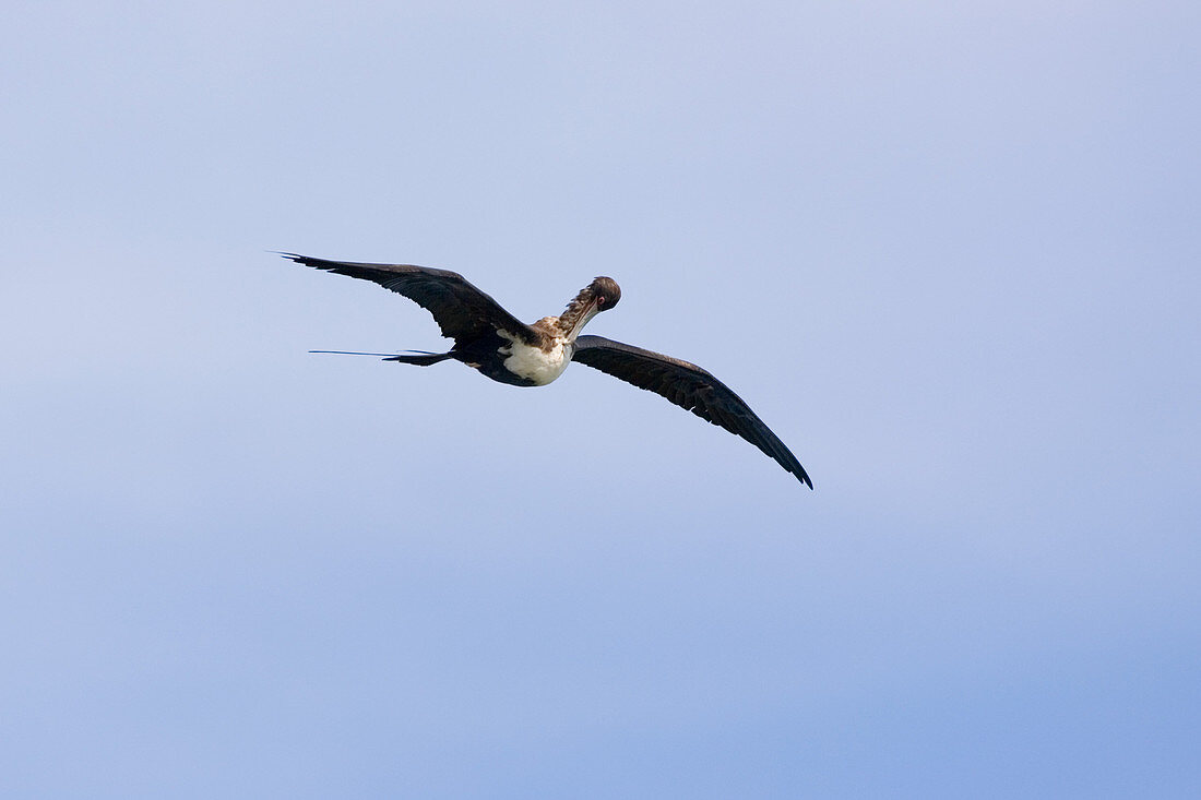 Frigatebird preening while in flight