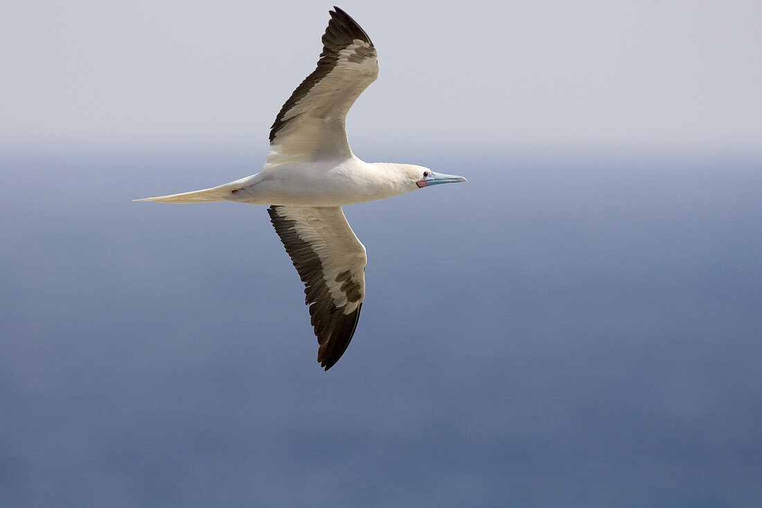 Red-footed Booby (Sula sula) in flight