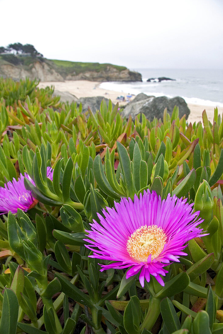 The flower of an ice plant