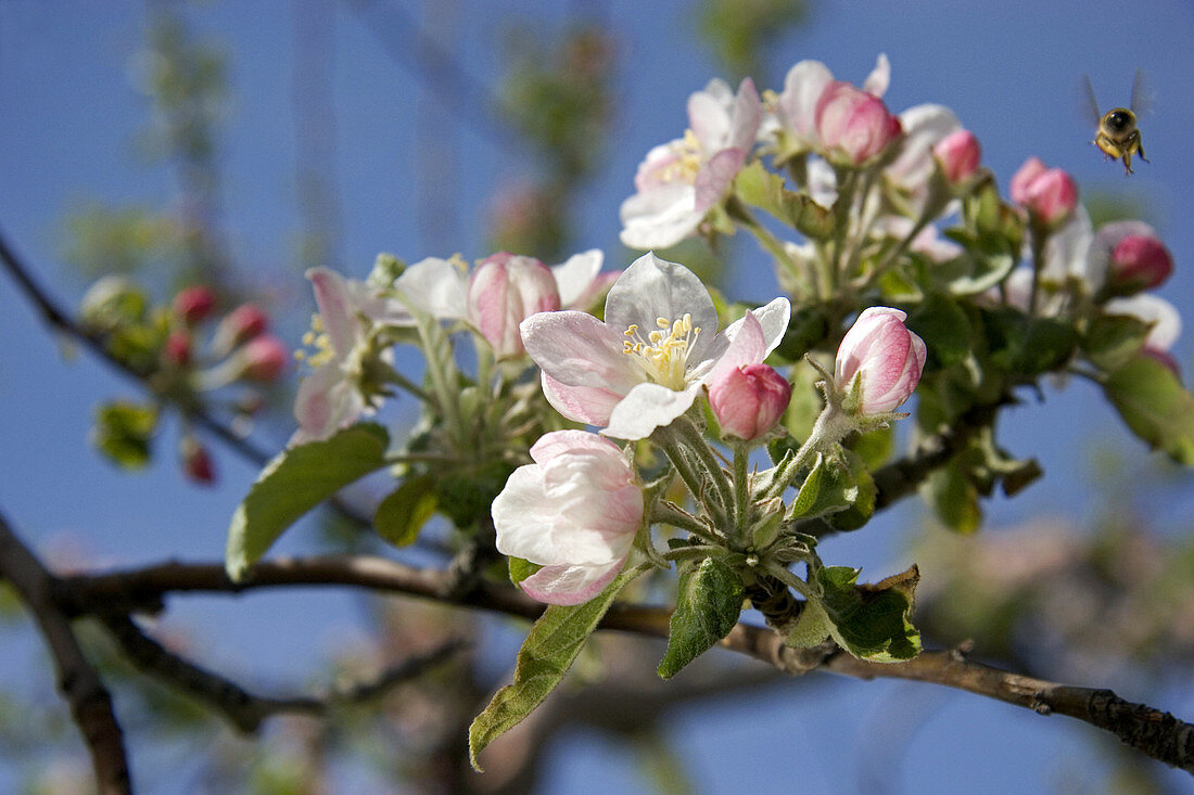 Honey bee and apple blossoms