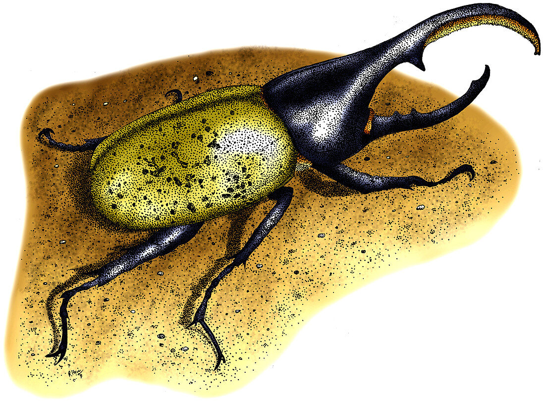 Hercules Beetle