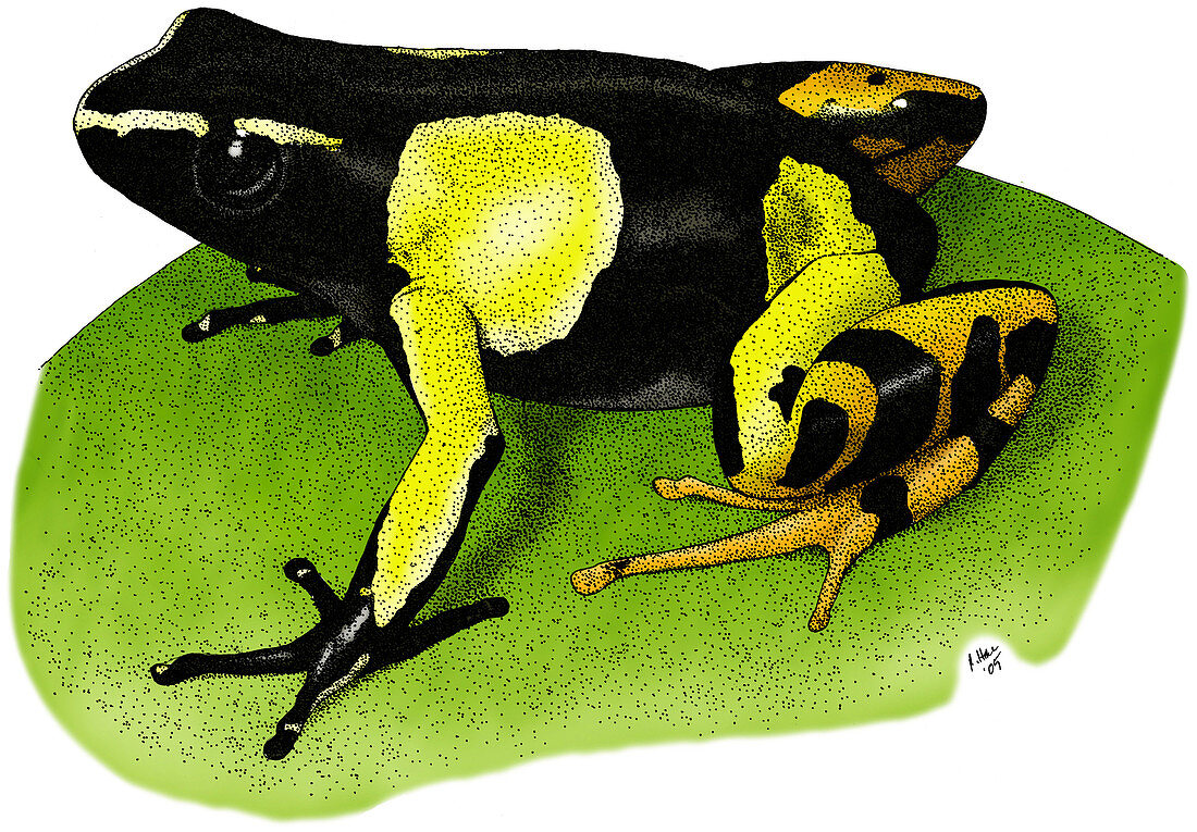 Painted Mantella Frog