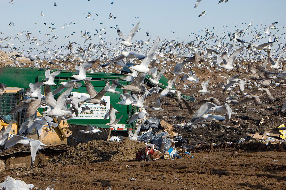 Landfill and Seagulls