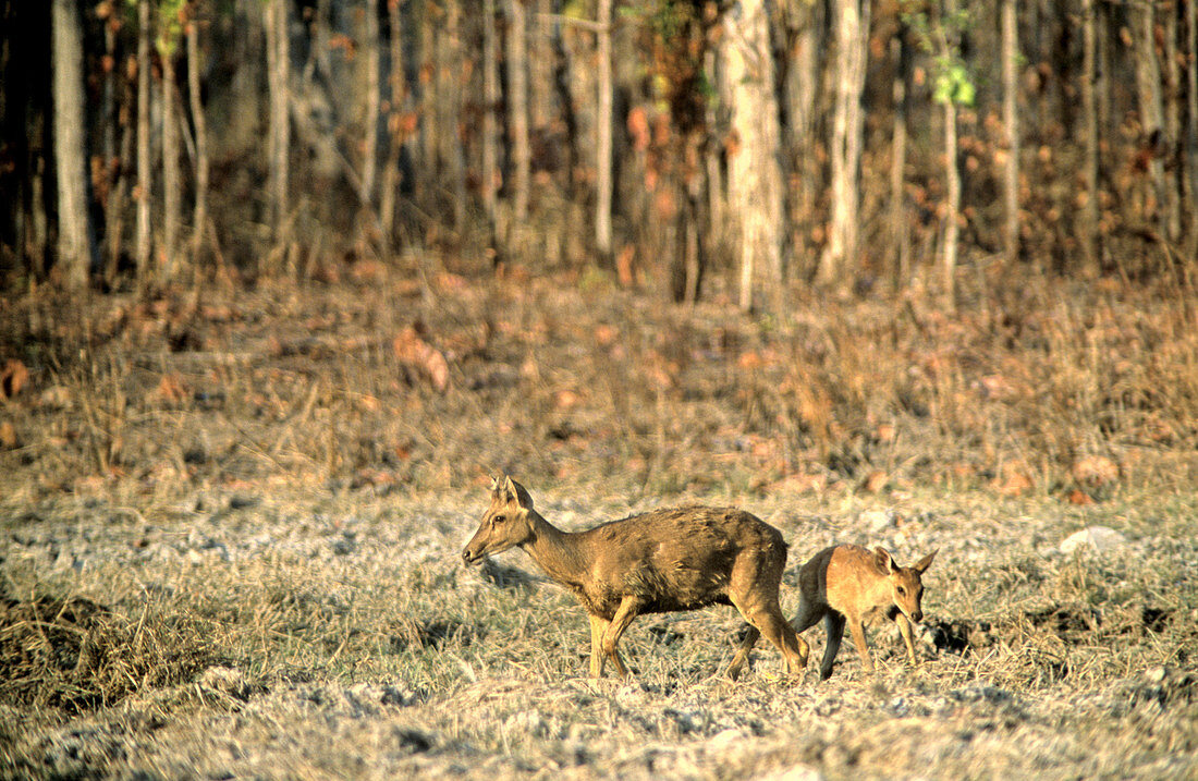 Eld's Deer,Cambodia