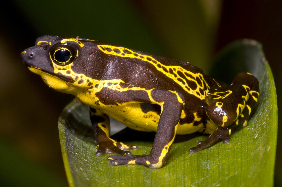 Harlequin Frog