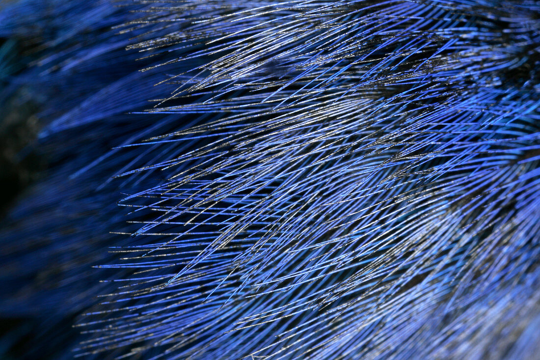 Eastern Bluebird Feathers