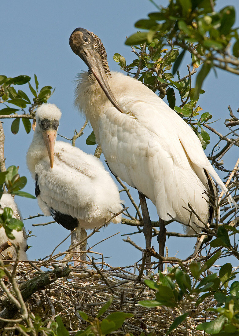 Wood Stork adult with young,preening