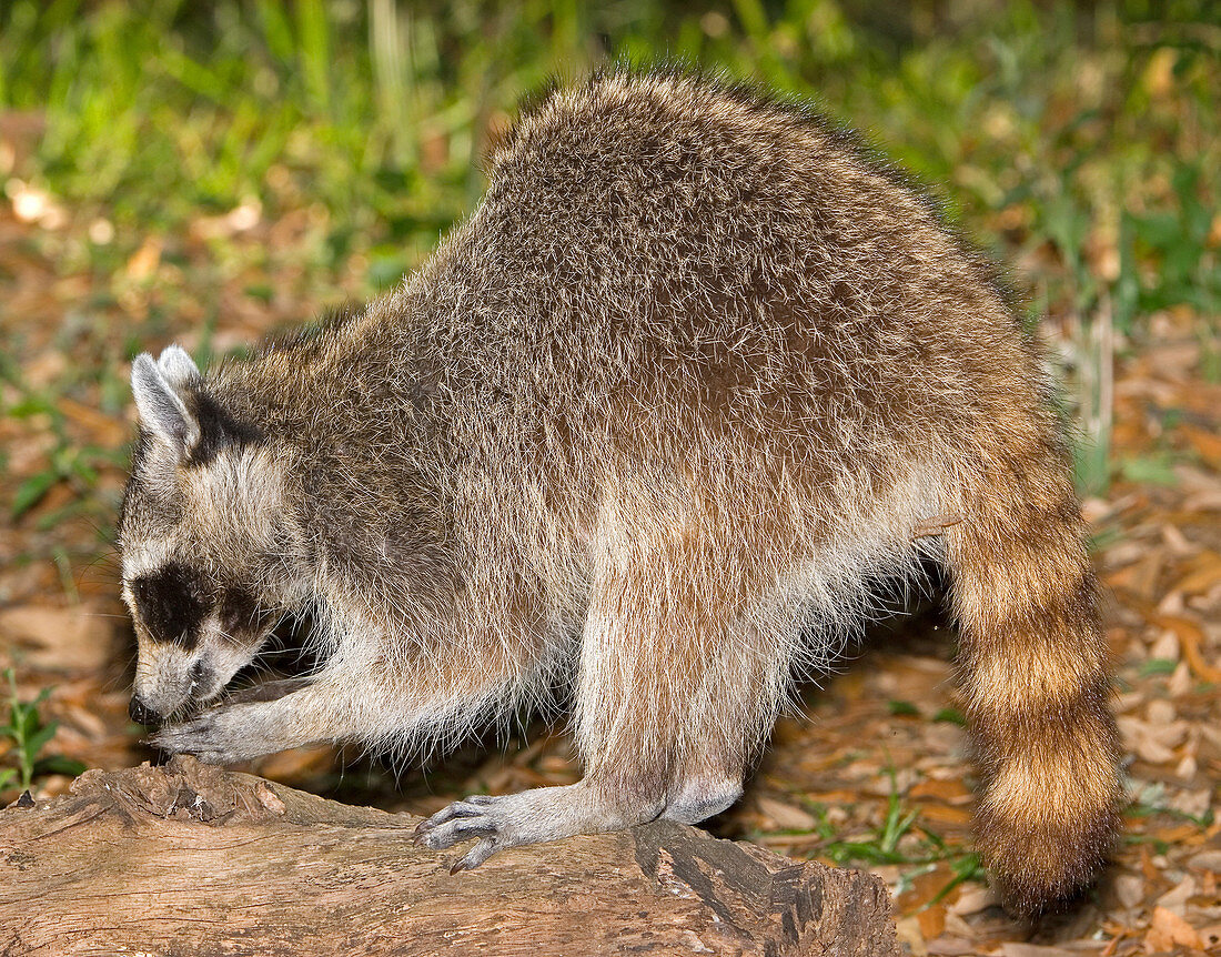 Raccoon adult digging for grubs