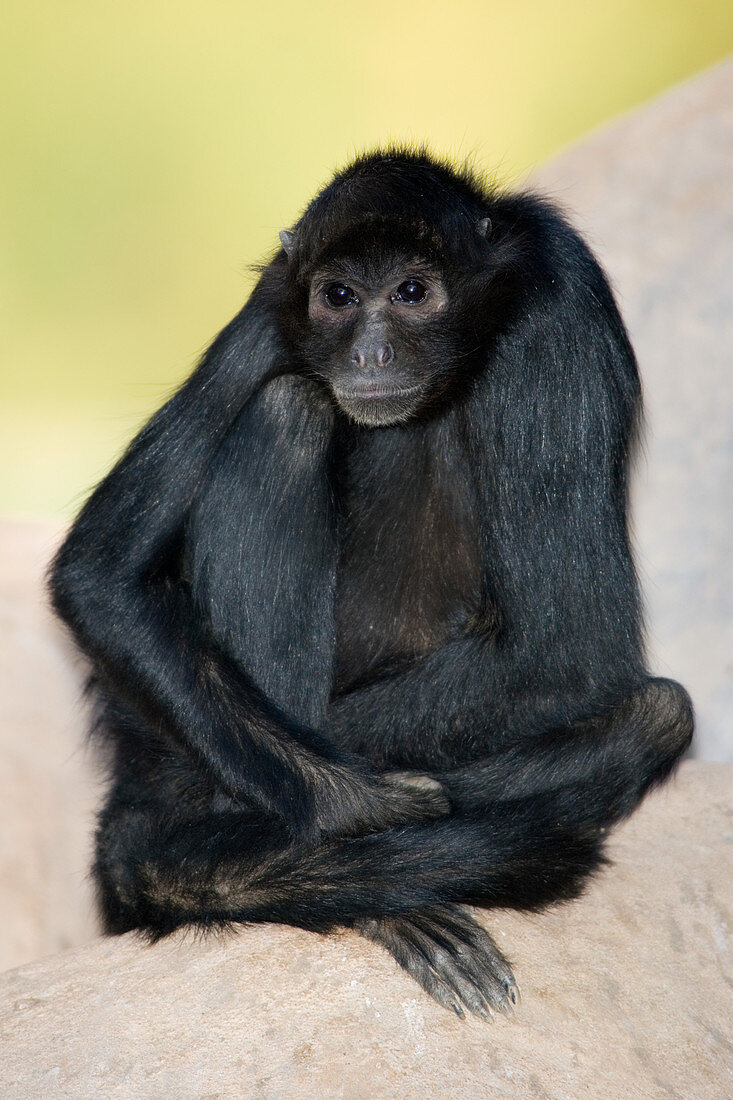 Colombian Black-faced Spider Monkey