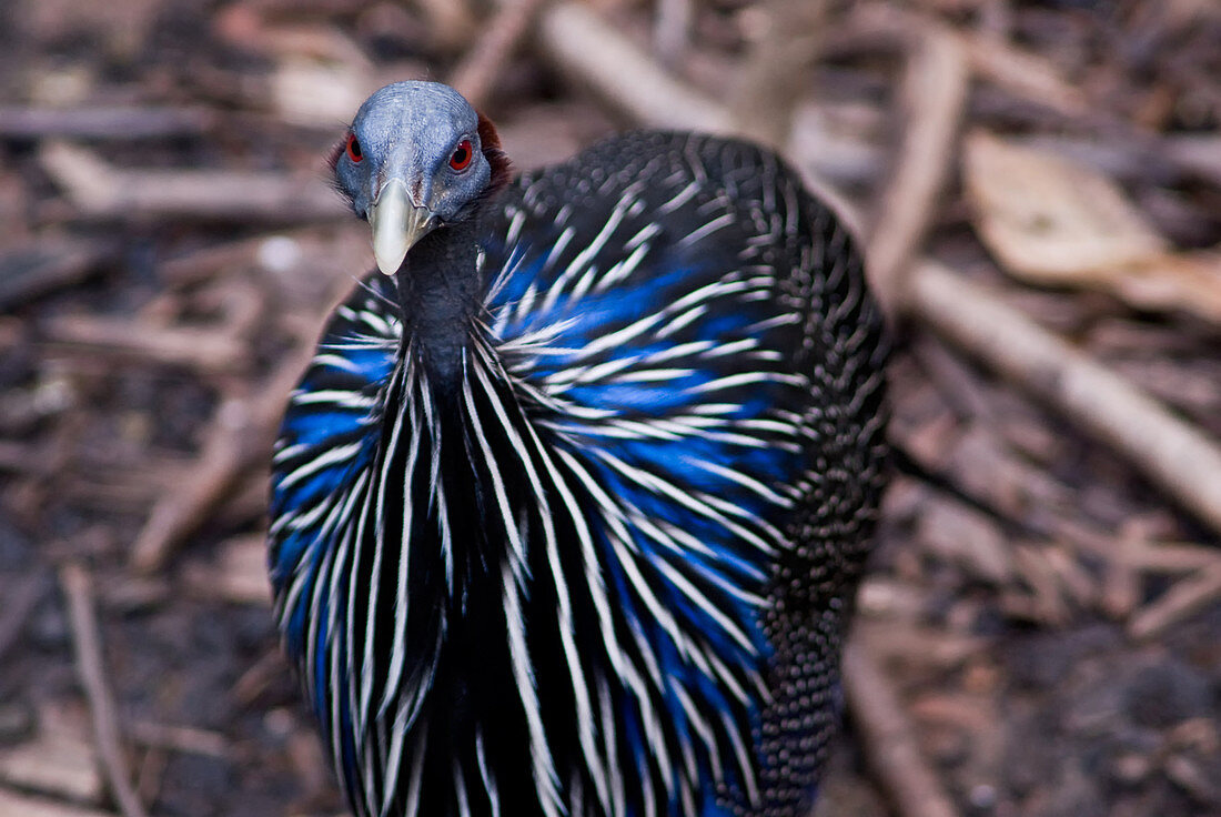 Vulturine Guinea Fowl