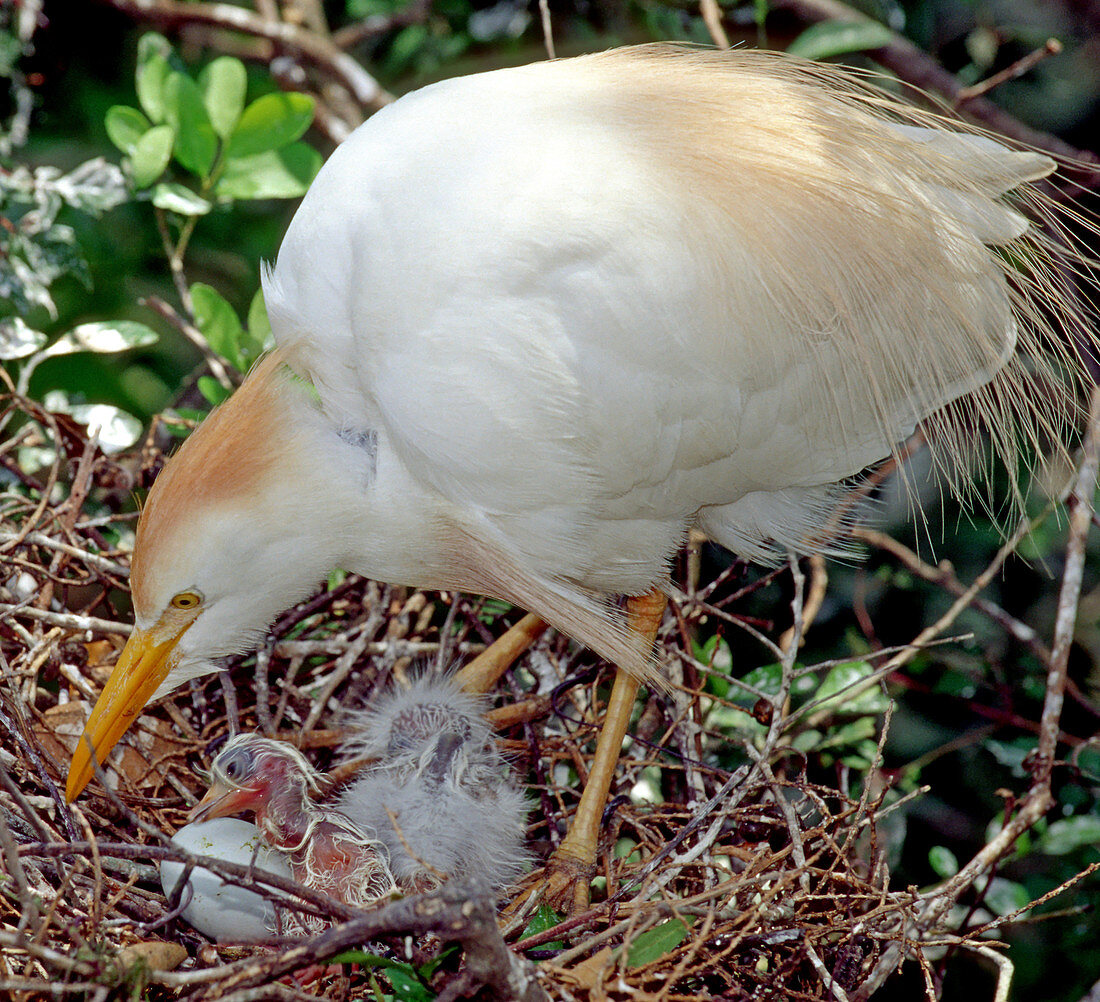 Cattle Egret adult with hatching chick