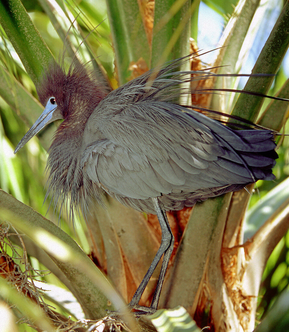 Little Blue Heron threat display at nest